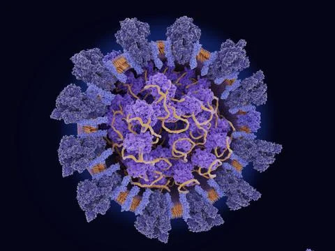 Structure of the coronavirus  SARS-CoV-2 Stock Illustration