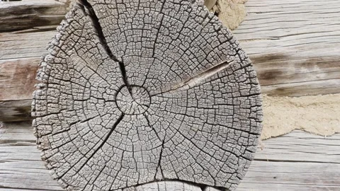 Structure of cracks of wood  vector background Video stock 140527897