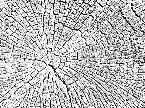 Structure of cracks of wood  vector background Stock Illustration
