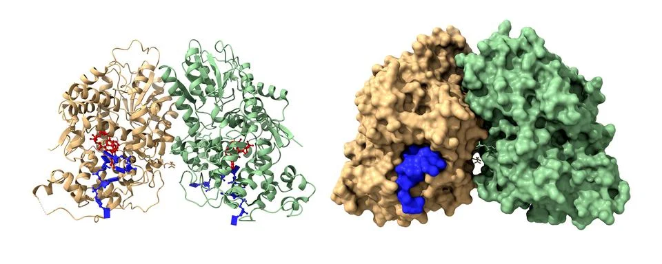 Structure of cryptochrome 3 dimer - DNA (blue) complex. FAD is shown in red. Stock Illustration