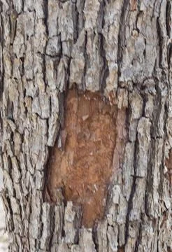 The structure of the damaged bark of a tree, stem pests in nature, close-up Stock Photos