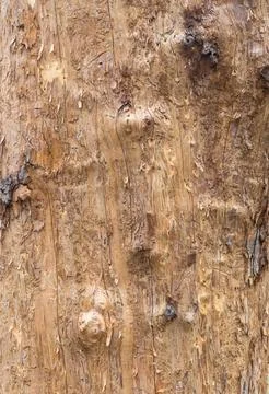 The structure of the damaged bark of a tree, stem pests in nature, close-up Stock Photos