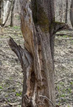 The structure of the damaged bark of a tree, stem pests in nature, close-up Stock Photos