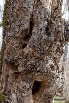 The structure of the damaged bark of a tree, stem pests in nature, close-up Stock Photos