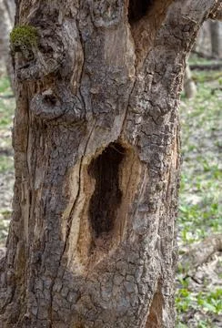 The structure of the damaged bark of a tree, stem pests in nature, close-up Stock Photos