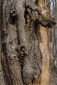 The structure of the damaged bark of a tree, stem pests in nature, close-up Stock Photos
