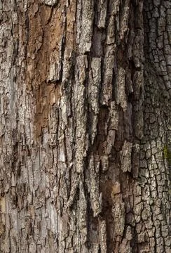 The structure of the damaged bark of a tree, stem pests in nature, close-up Stock Photos
