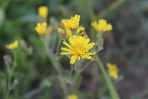 Structure Of Dandelion Flowers Stock-Fotos