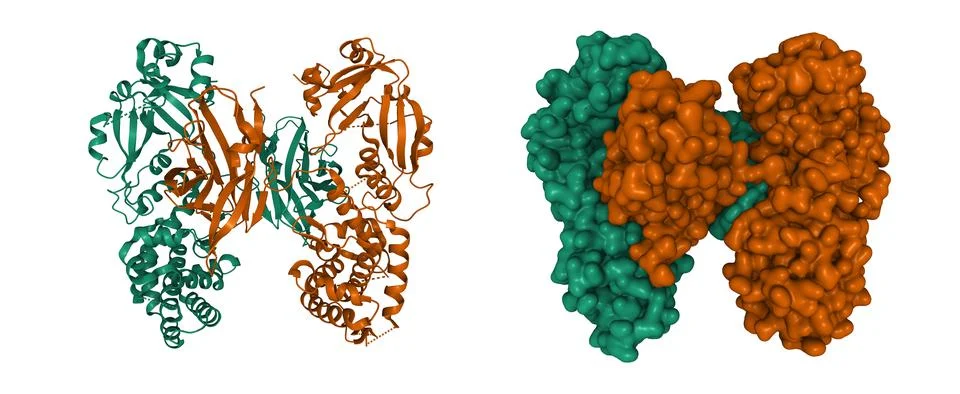 Structure of diphtheria toxin dimer Illustration