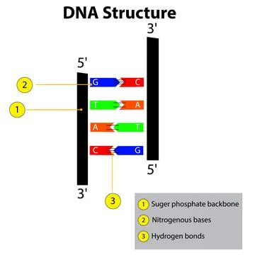 Structure of DNA dna strands nucleic acid hydrogen bonds biochemistry genetic la Stock Illustration