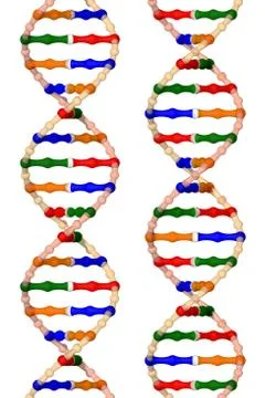 The structure of DNA double helices Stock Illustration