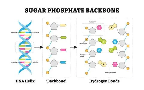 Structure of DNA structure anatomy, detailed diagram poster design. Medical.. Stock Illustration