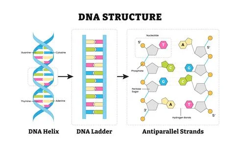 Structure of DNA structure anatomy, detailed diagram poster design. Medical.. Stock-Illustration