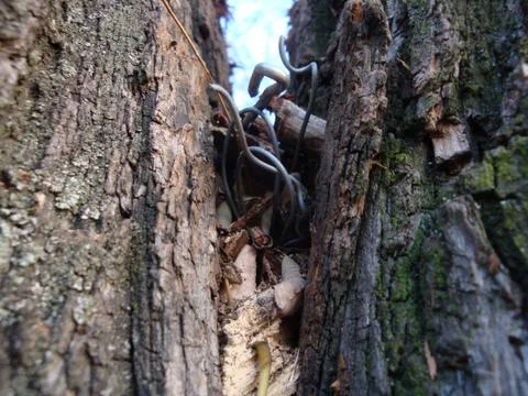 Structure of dry trees and bark of living trees. Brown shades. Stock Photos