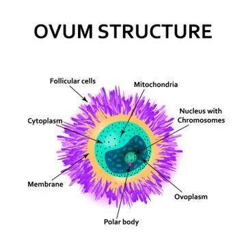 The structure of the egg. Ovum anatomy. Vector illustration on isolated Stock Illustration