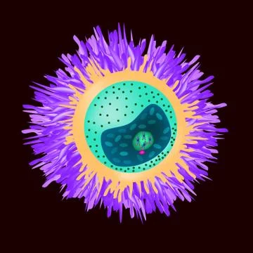 The structure of the egg. Ovum anatomy. Vector illustration on isolated Stock Illustration