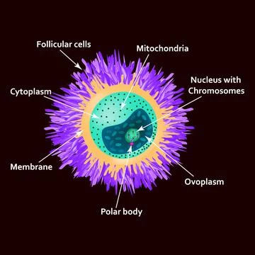 The structure of the egg. Ovum anatomy. Vector illustration on isolated Stock Illustration