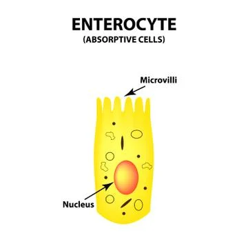 Structure of the enterocyte. absorptive cells intestine. Infographics. Vector Stock Illustration