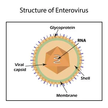 The structure of the enterovirus. Infographics. Vector illustration on isolated Stock Illustration