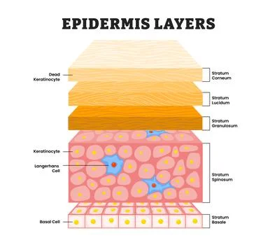 Structure of epidermis layers structure anatomy, educational medical poster.. Illustrazione stock