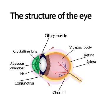 The structure of the eye Stock Illustration