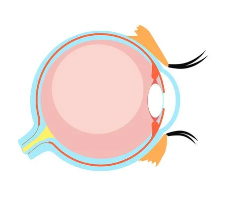The structure of the eye on a white background. Cartoon. Stock Illustration