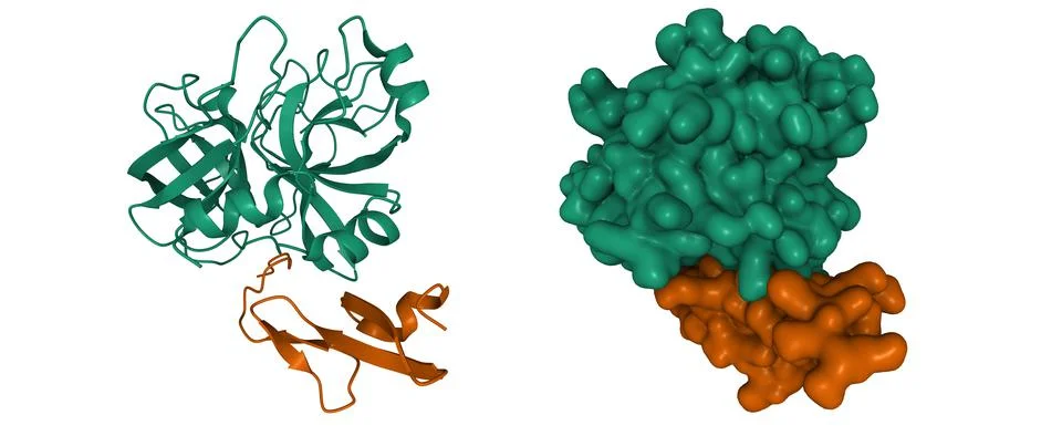 Structure of factor Xa Stock Illustration