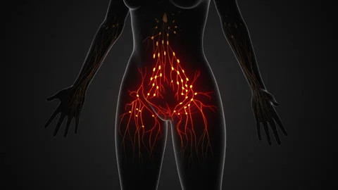 Structure of the female lymphatic system Stock Footage 254002779