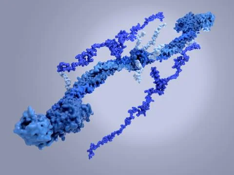 Structure of a fibrinogen molecule Stock Illustration