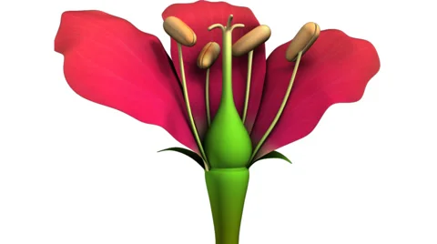 Structure of a flower Video stock 43060962