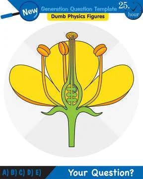 The structure of the flower Stock Illustration