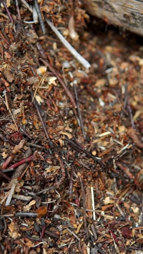 Structure of Forest Anthill Built from Pine Needles and Twigs Stock Footage 348579667