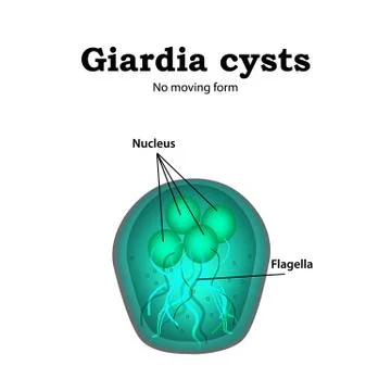 The structure of Giardia cysts. Vector illustration on isolated background Stock Illustration