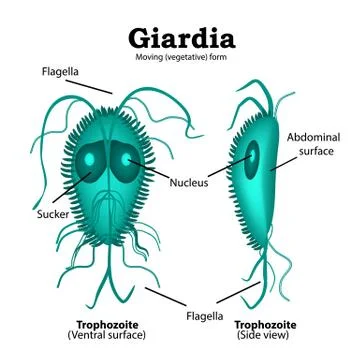 The structure of Giardia. Vector illustration on isolated background Stock Illustration