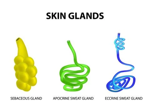 The structure of the glands of the skin. sebaceous, Eccrine sweat, Apocrine Stock Illustration