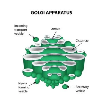 The structure of the Golgi apparatus. Infographics. Vector illustration on Illustrazione stock