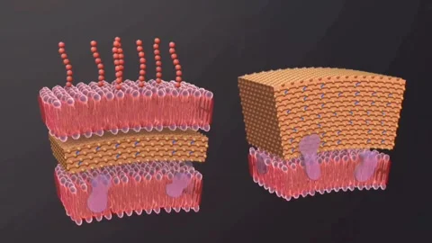 Structure of gram positive and gram negative bacteria Stock Footage 263150238