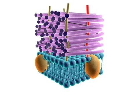 Structure of Gram-positive bacteria cell wall Illustrazione stock