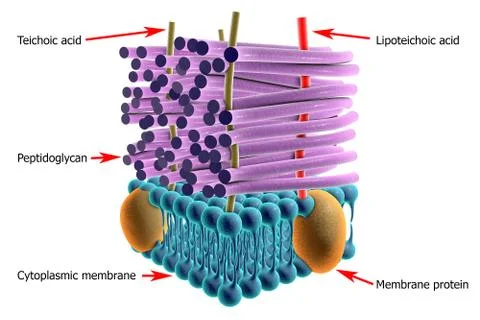 Structure of Gram-positive bacteria cell wall Stock Illustration