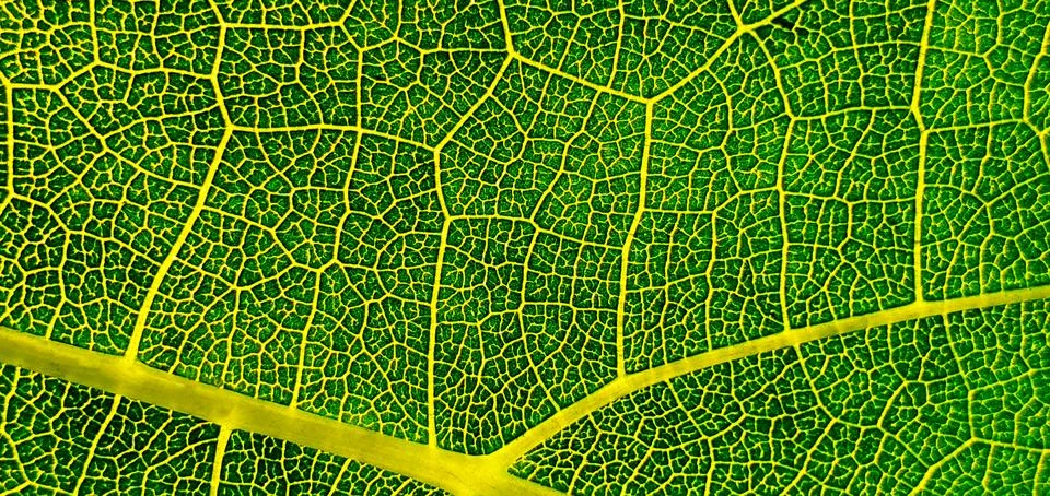 The structure of the grape leaf to the light Stock Photos