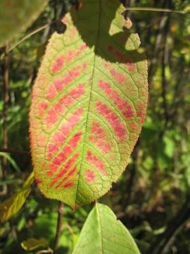 Structure of green autumn leaf Stock Photos