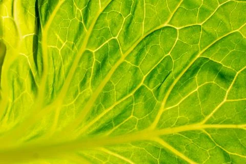 The structure of the green cabbage leaf in the sun Stock Photos