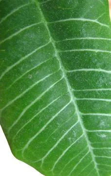 Structure of green leaf. macro Stock Photos