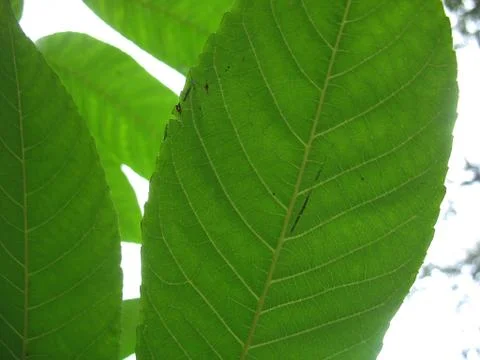 Structure of green leaf Stock Photos