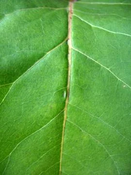 Structure of green leaf Stock Photos