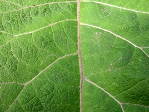 Structure of green leaf Stock Photos