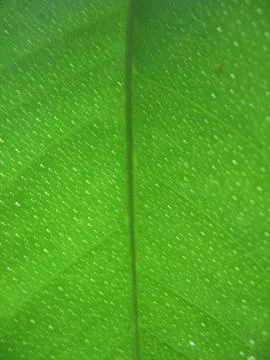 Structure of green leaf Stock Photos