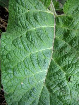 Structure of green leaf Stock Photos