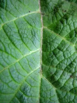 Structure of green leaf Stock Photos