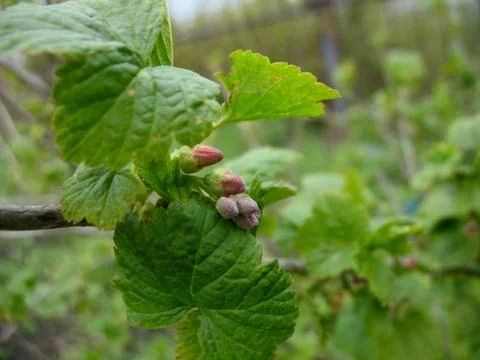 Structure of green leaf Stock Photos